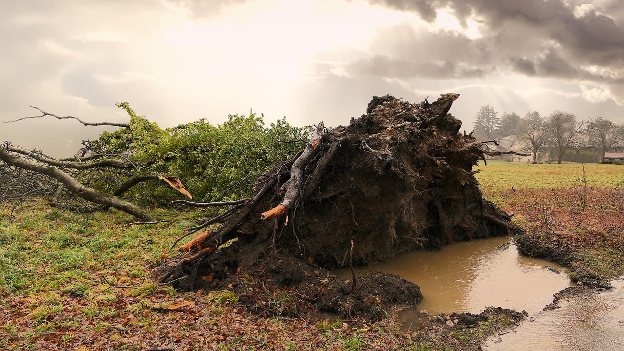 Large tree uprooted and lying across a lawn after a storm