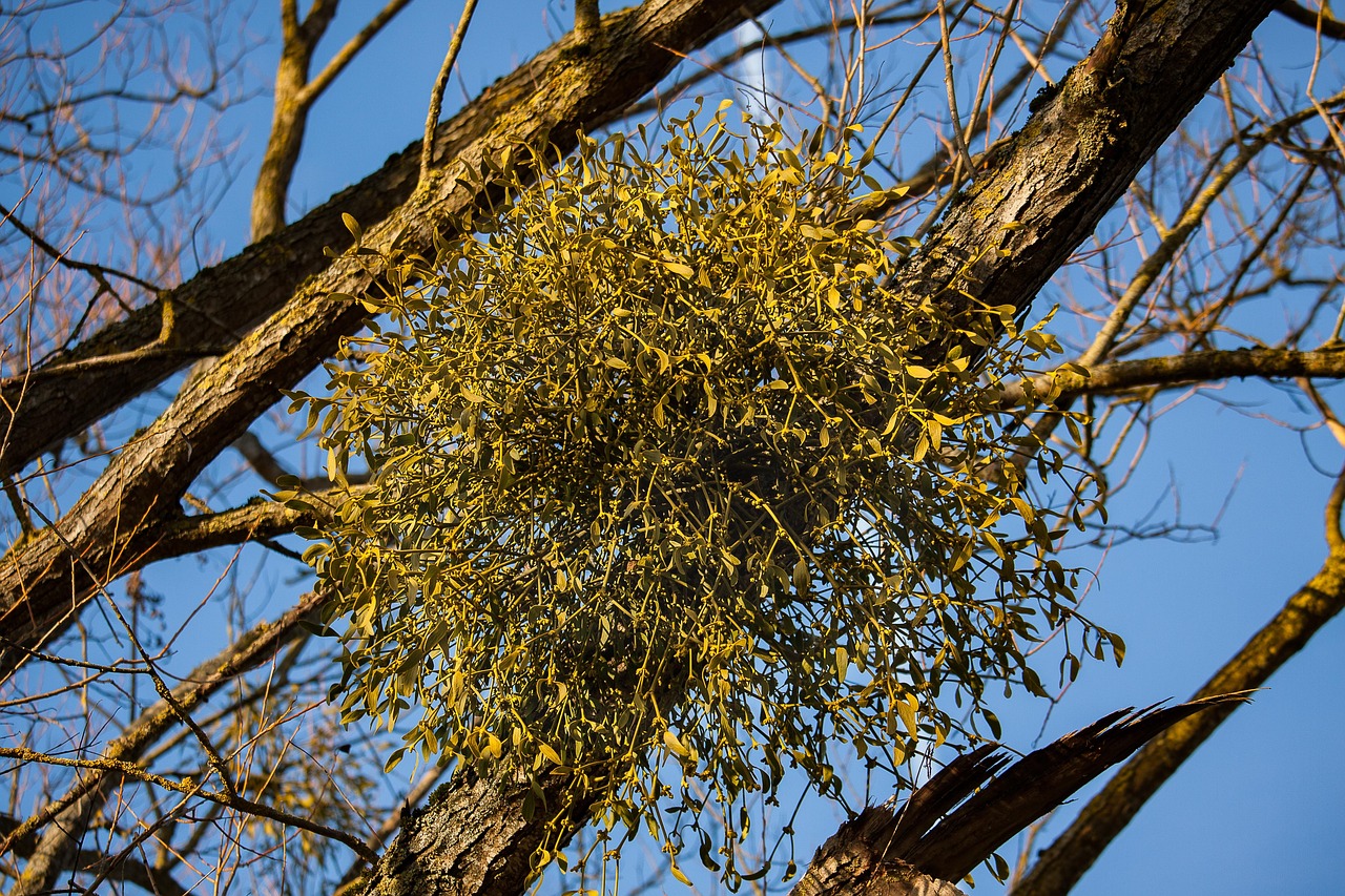 Clumps of mistletoe growing in the bare branches of a tree